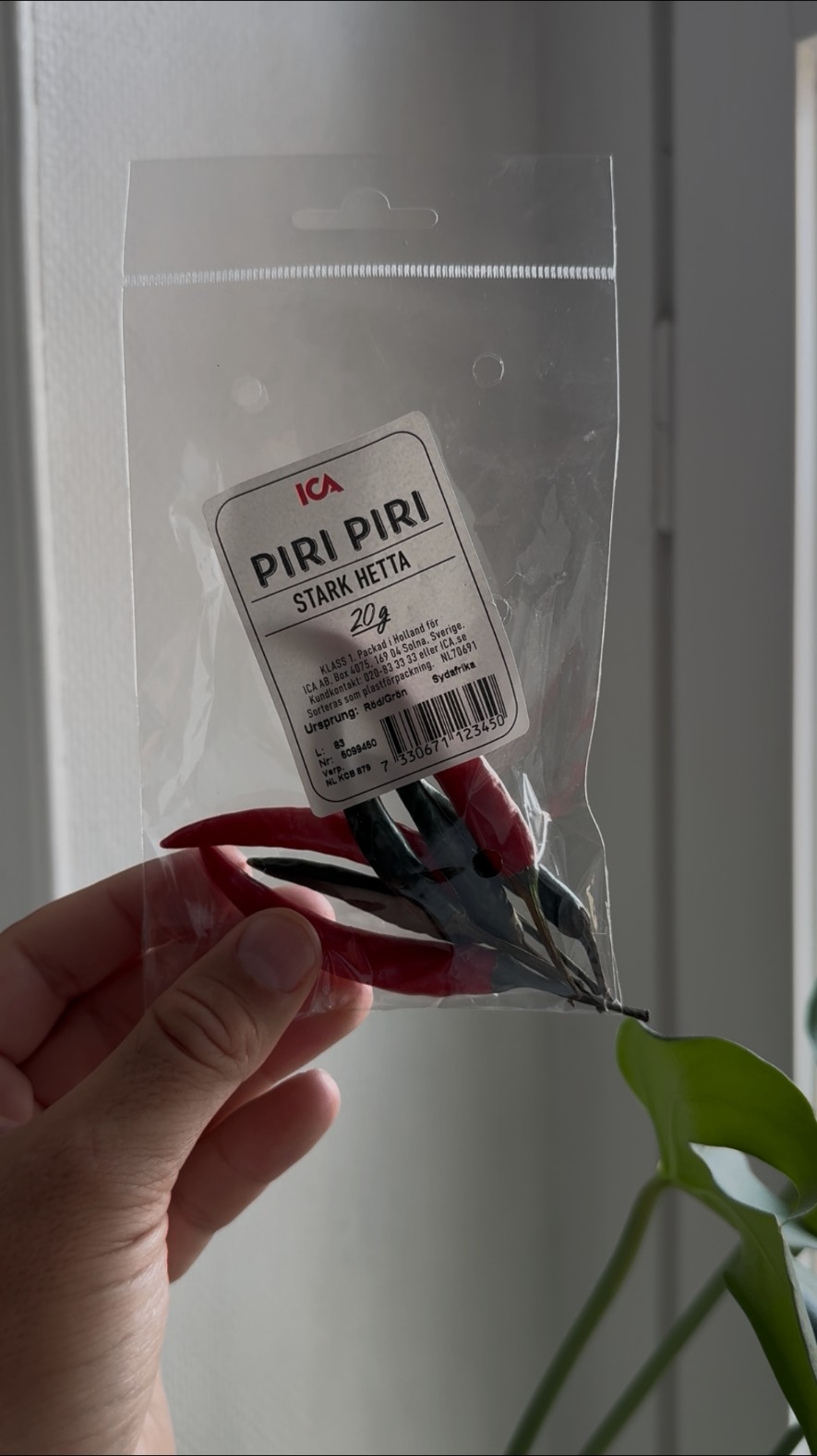 Påse med torkad piri-piri, stark hetta, hålls upp mot fönsterljus