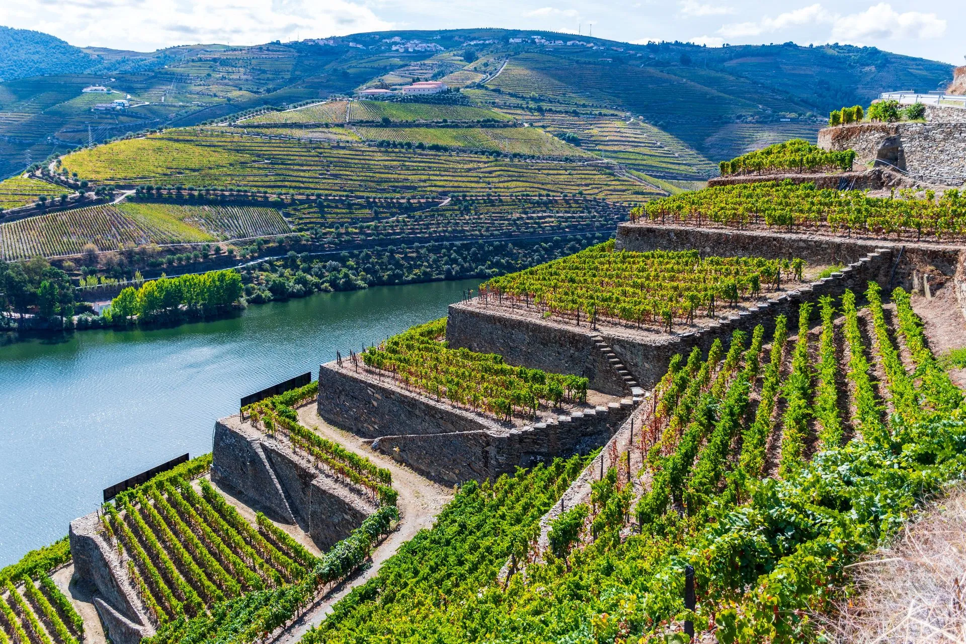 Terrasserade vingårdar i Douro-dalen
