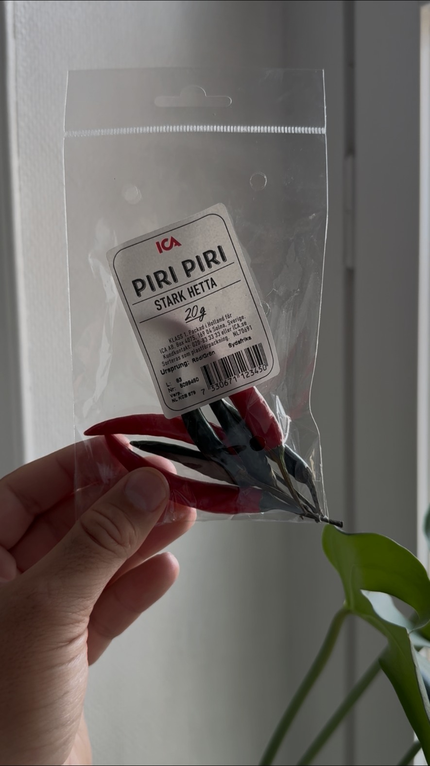 Färsk piri-piri-chili i påse mot fönsterljus