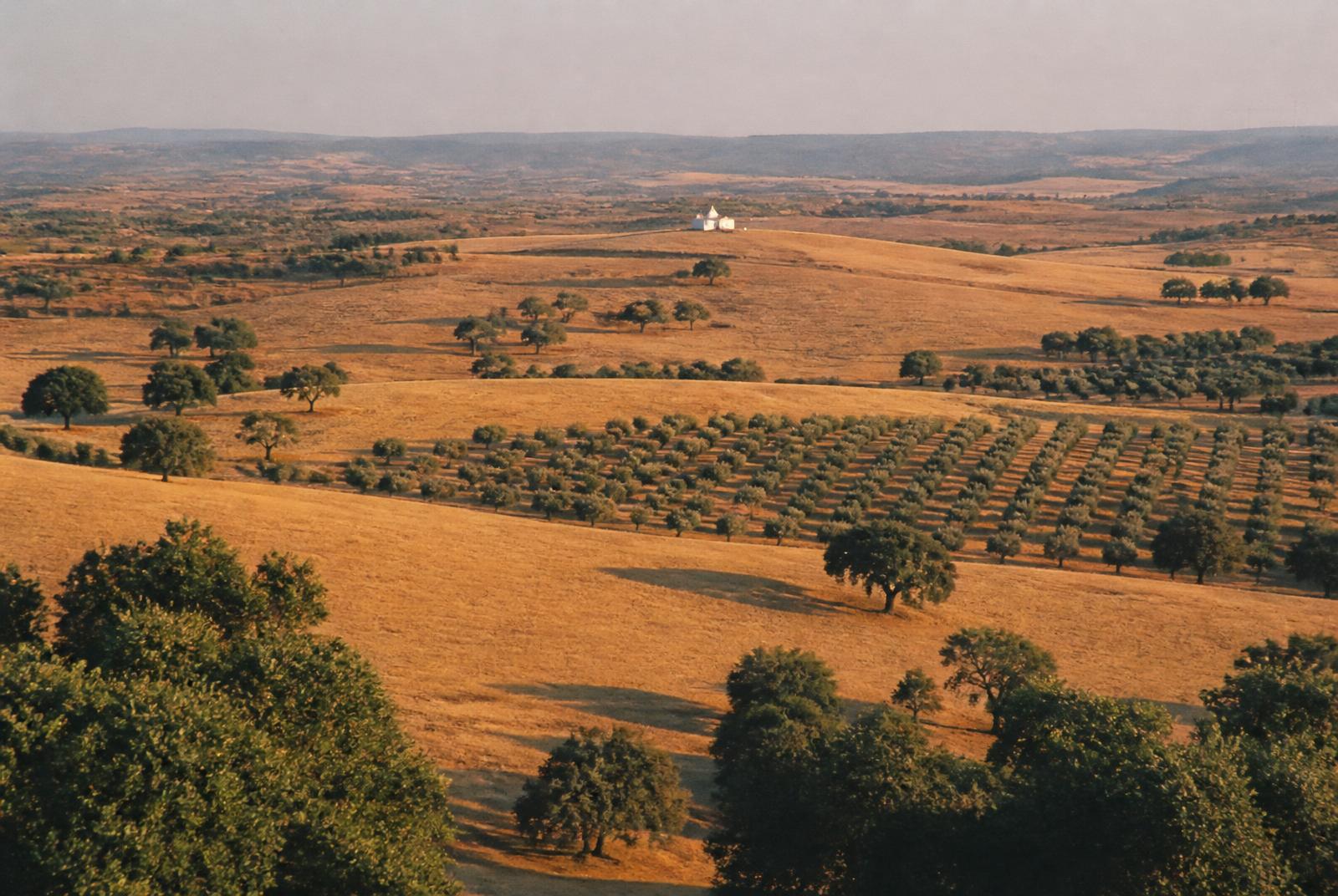 Rullande gyllene fält i Alentejo i eftermiddagsljus